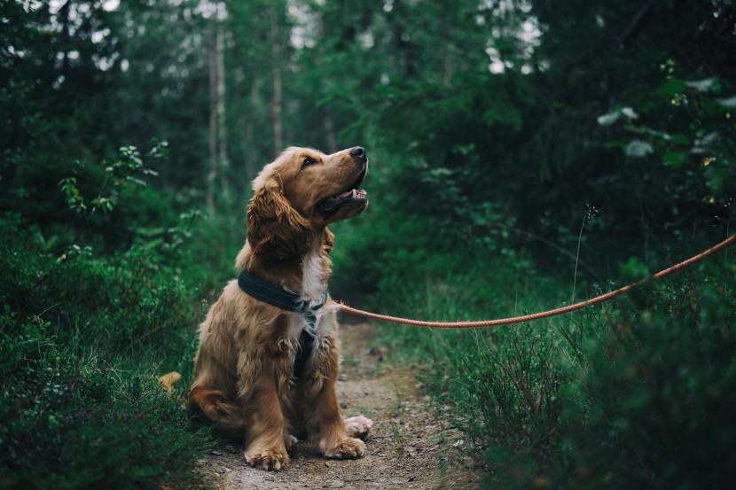 酷迪寵物用品|出門必帶牽引繩！狂犬病知識掃盲區(qū)