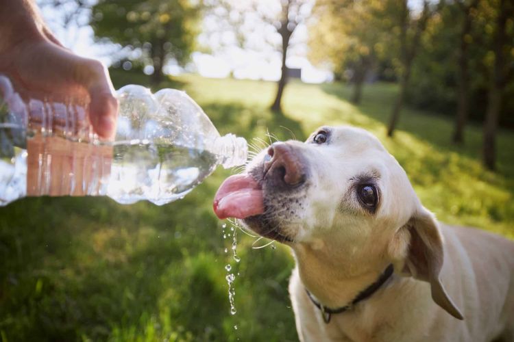 dog drink water