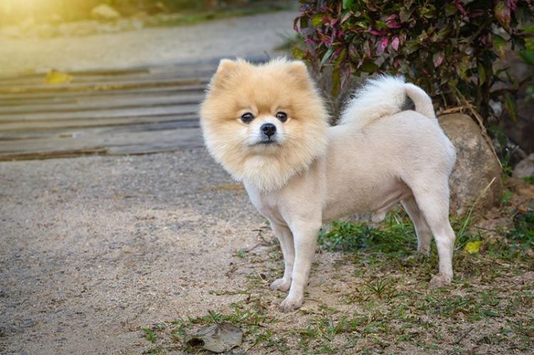 dog haircut